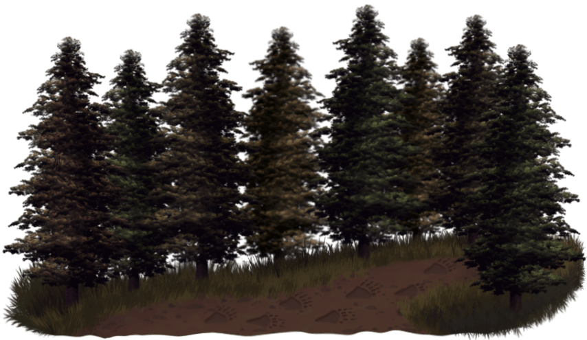 Dense forest with a dirt path